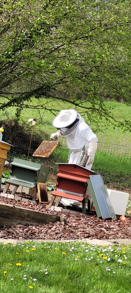 Visite d'une ruche en combinaison d'apiculteur